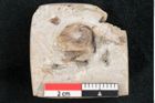 Foto (Detailansicht) von Fagus pyrrhae Unger (NHMW-GEO-2024-0188-11474)